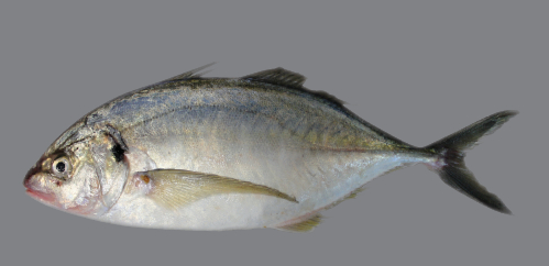 kewehtrevally.jpg