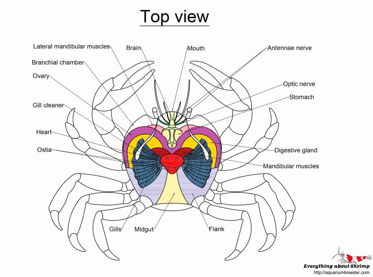 crab-internal-anatomy-top-view.jpg